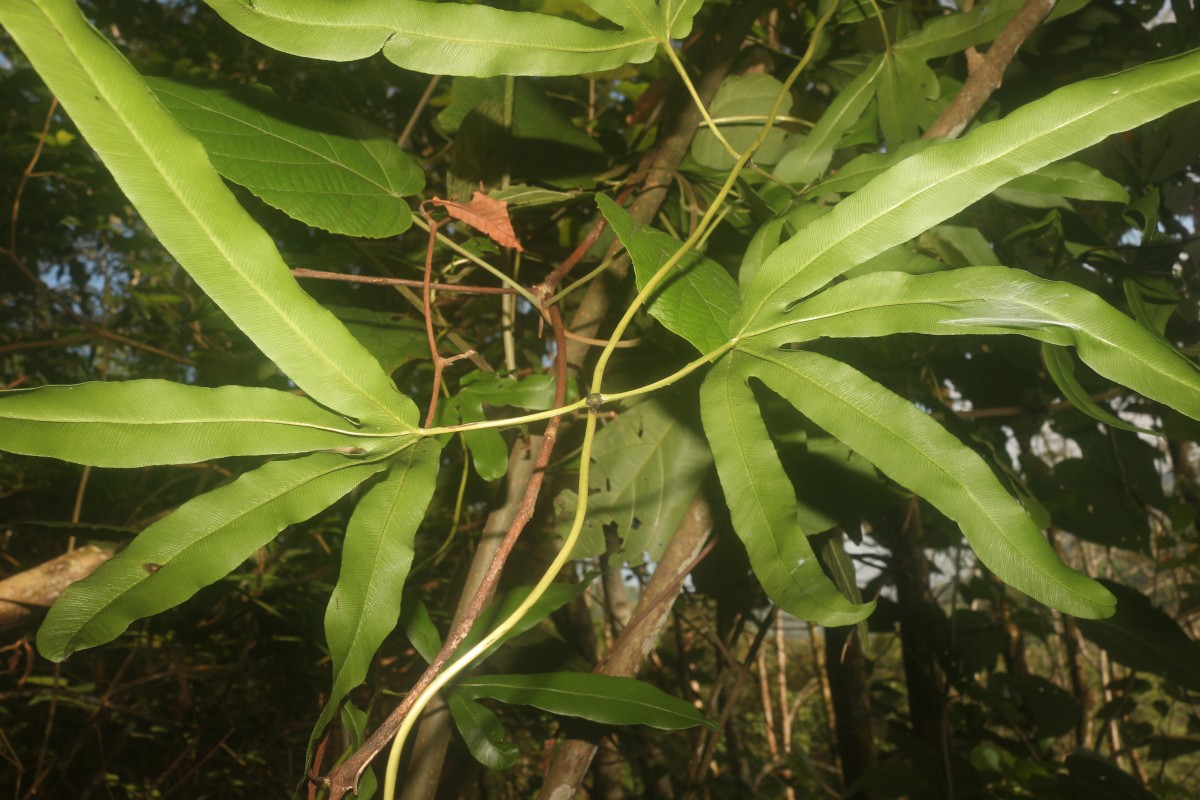 Lygodium circinnatum  (Burm.f.) Sw.